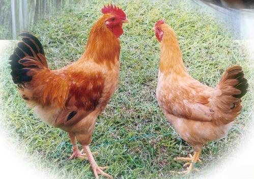 殼寡糖在畜禽飼料添加劑中的應(yīng)用