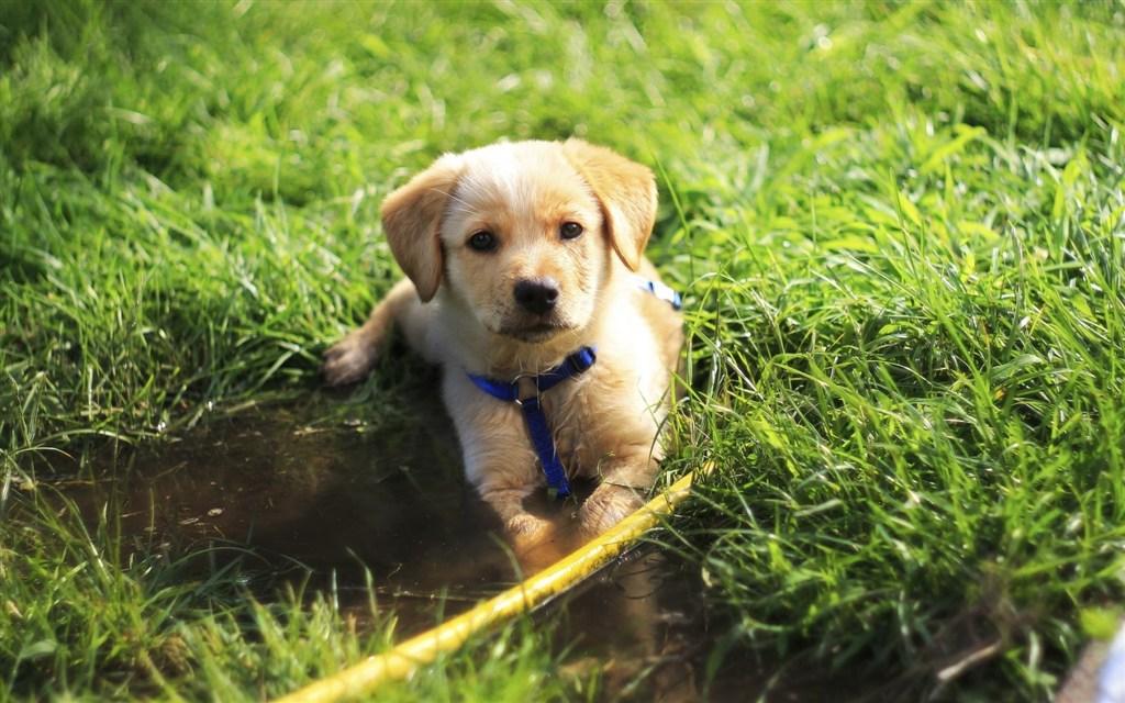 殼寡糖對動物機體免疫和炎癥調節作用及其機制的研究進展