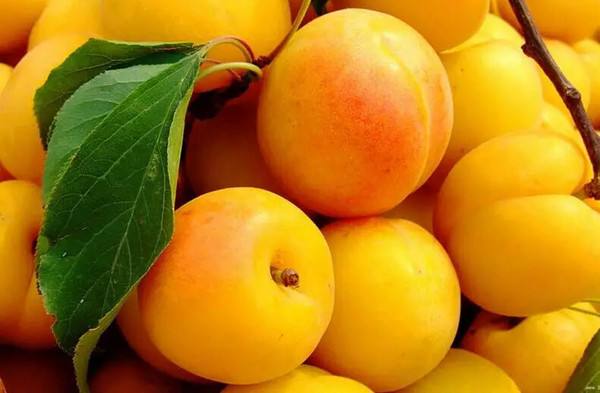 新疆吊干杏.jpg 新疆吊干杏.jpg