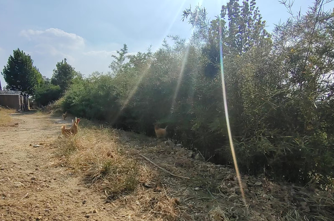 飼料中添加殼寡糖對(duì)動(dòng)物機(jī)體的影響